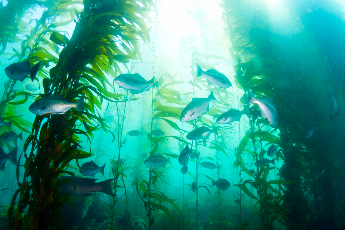 Kelp forest with fish in the ocean